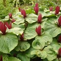 Trillium sessile